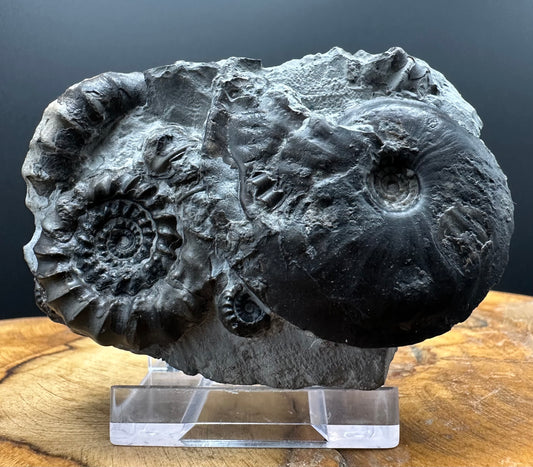 Gagaticeras / Oxynoticeras Ammonite fossil with box and stand - Whitby, North Yorkshire Jurassic Coast Yorkshire Fossils