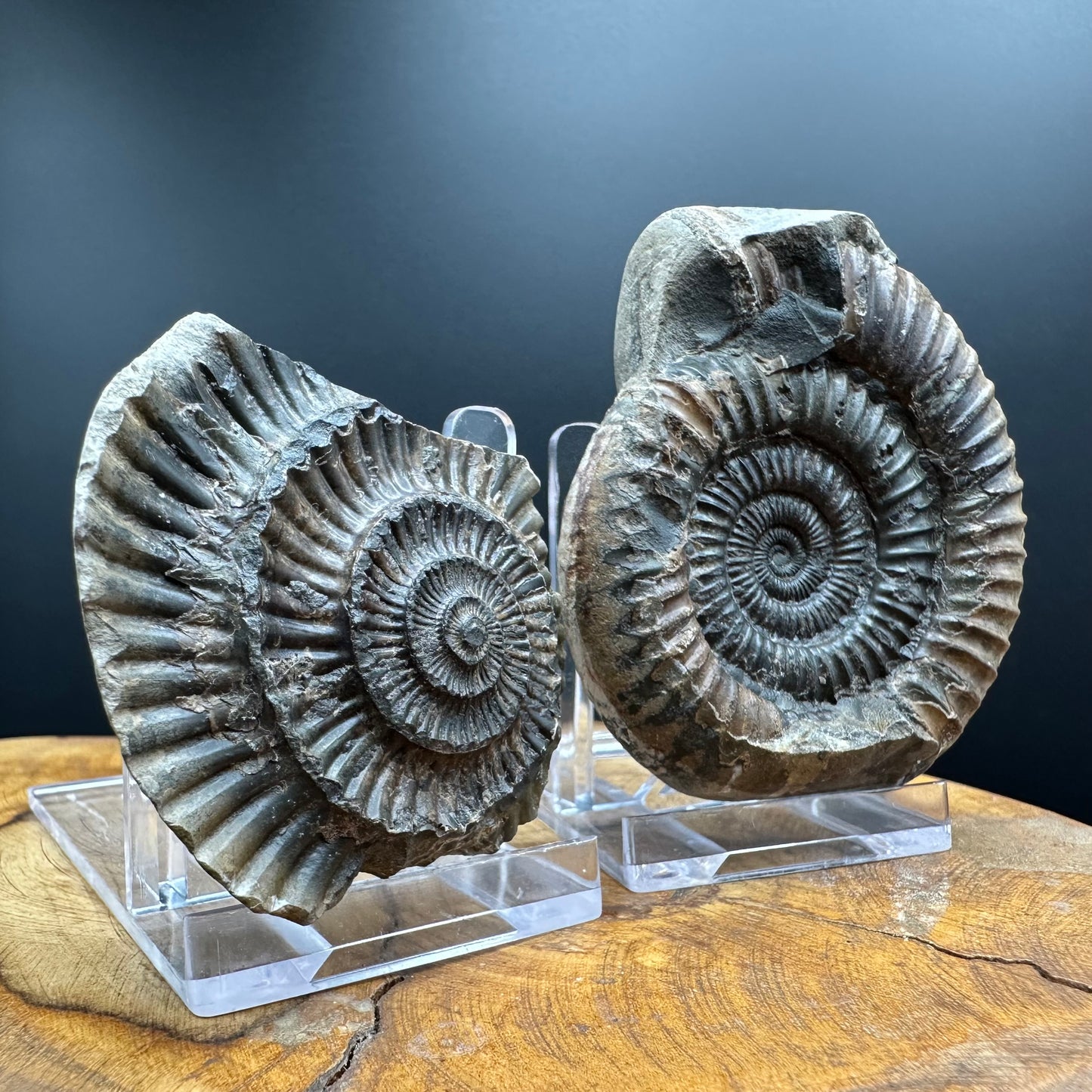 Dactylioceras Ammonite nodule (split pair) Fossil With Box And Stand - Whitby, North Yorkshire Jurassic Coast Yorkshire Fossils
