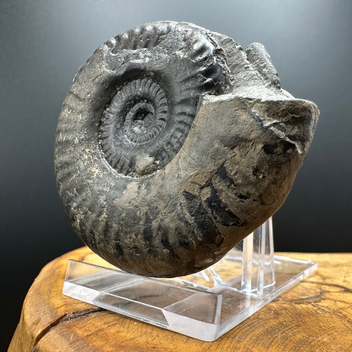 Grammoceras thoaurense Ammonite shell fossil with box and stand - Whitby, North Yorkshire, Yorkshire Fossils from the Jurassic Coast