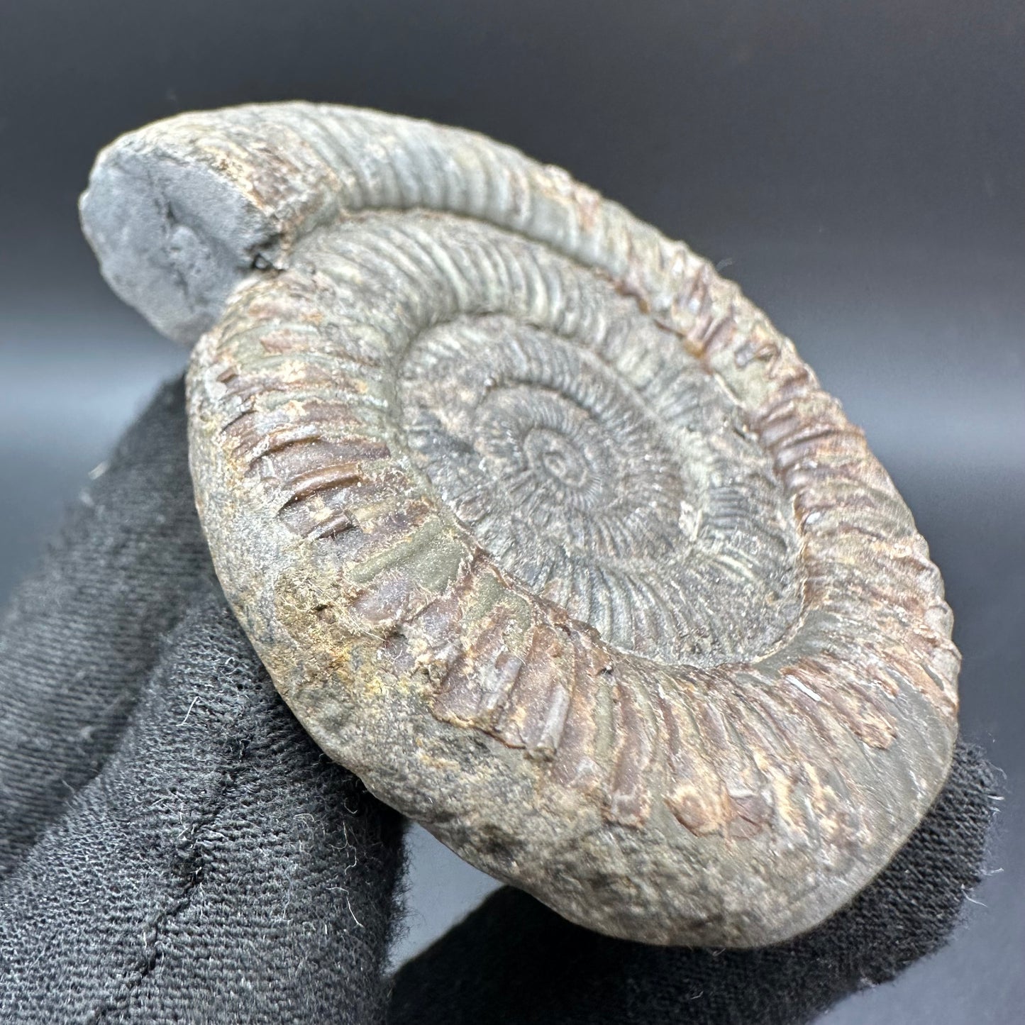 Dactylioceras Ammonite Fossil With Box And Stand - Whitby, North Yorkshire Jurassic Coast Yorkshire Fossils