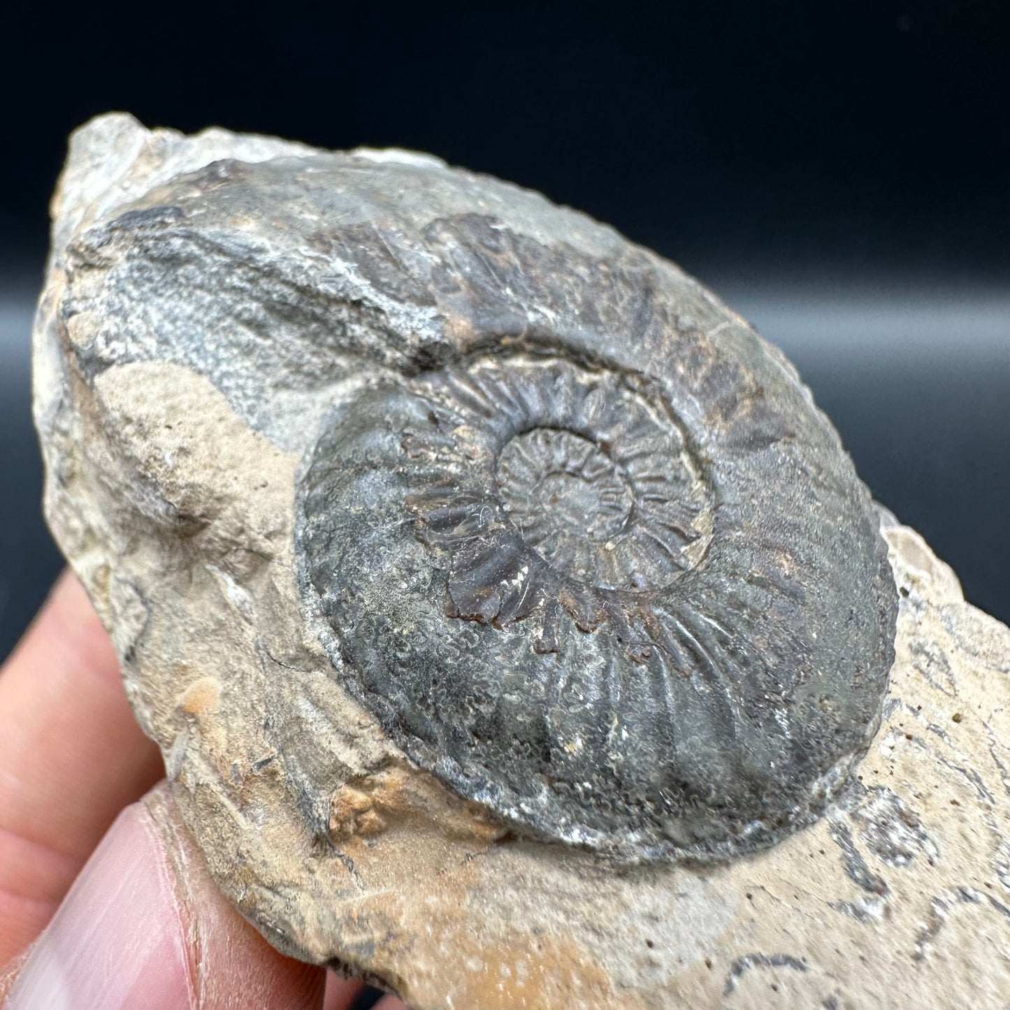 Amaltheus subnodosus Ammonite fossil with box and stand - Whitby, North Yorkshire Jurassic Coast Yorkshire Fossils