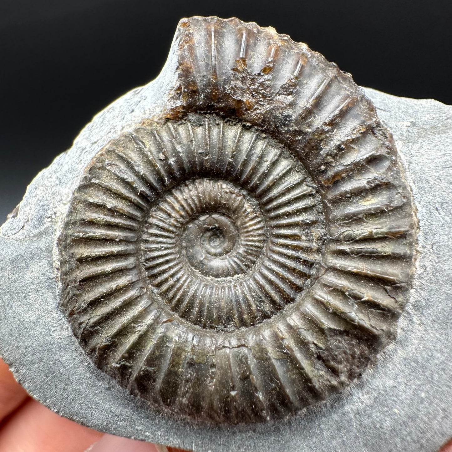 Dactylioceras Ammonite Fossil With Box And Stand - Whitby, North Yorkshire Jurassic Coast Yorkshire Fossils