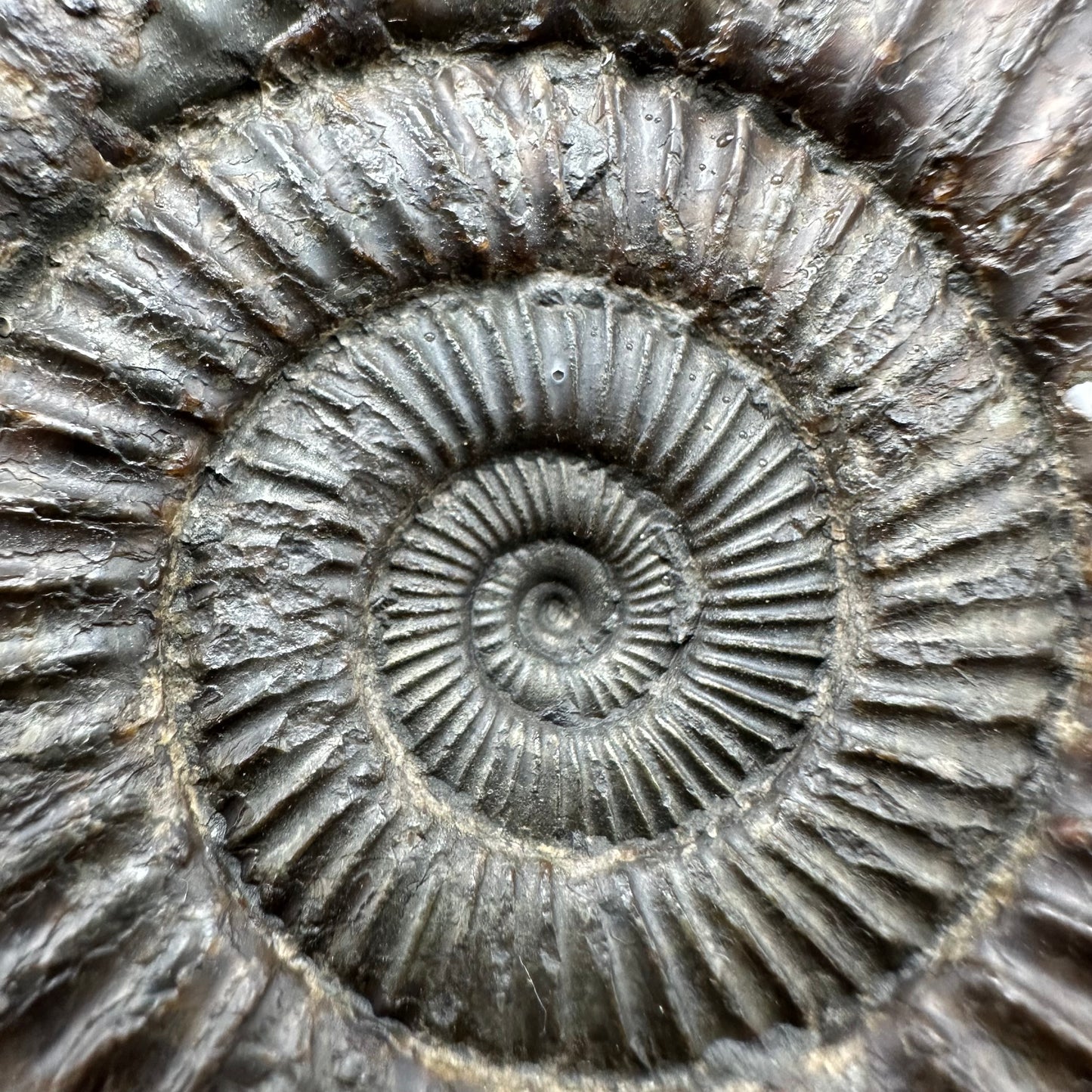 Dactylioceras Ammonite Fossil With box and Stand - Whitby, North Yorkshire Jurassic Coast Yorkshire Fossils