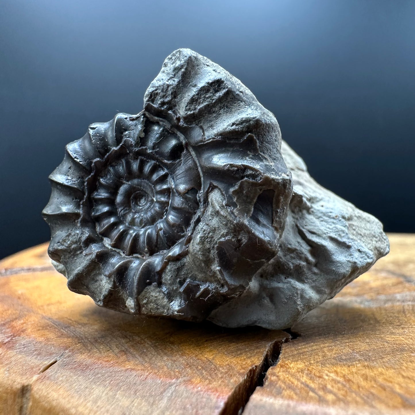 Gagaticeras Ammonite fossil with box and stand - Whitby, North Yorkshire Jurassic Coast Yorkshire Fossils