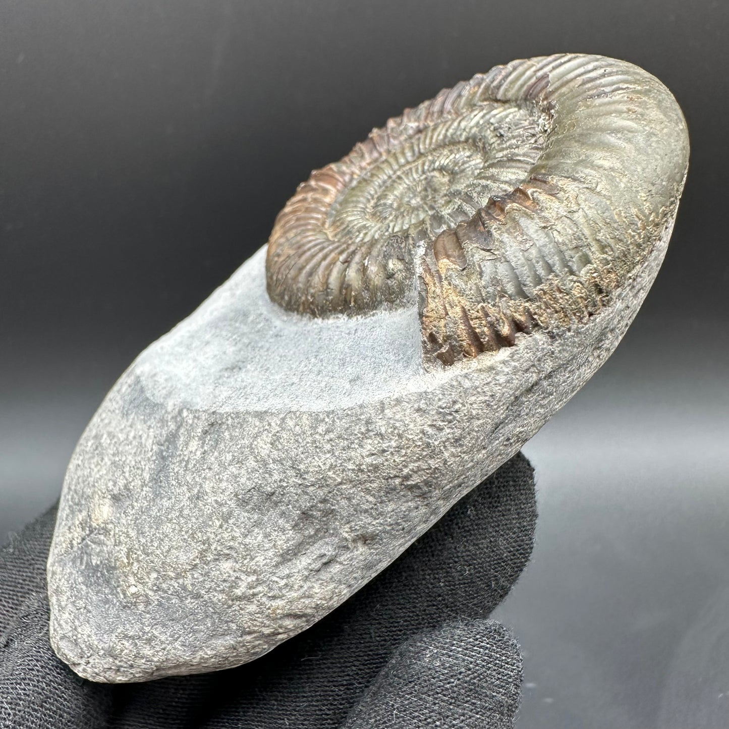 Dactylioceras Ammonite Fossil With Box And Stand - Whitby, North Yorkshire Jurassic Coast Yorkshire Fossils