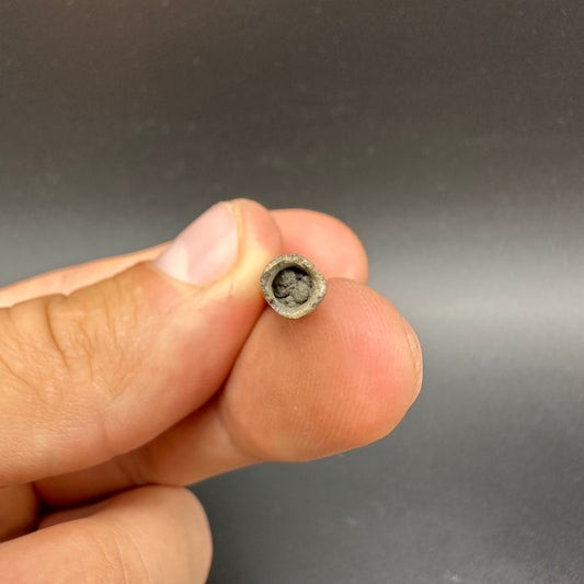 Belemnite (Fossil Squid) shell fossil - Whitby, North Yorkshire Jurassic Coast Yorkshire Fossils