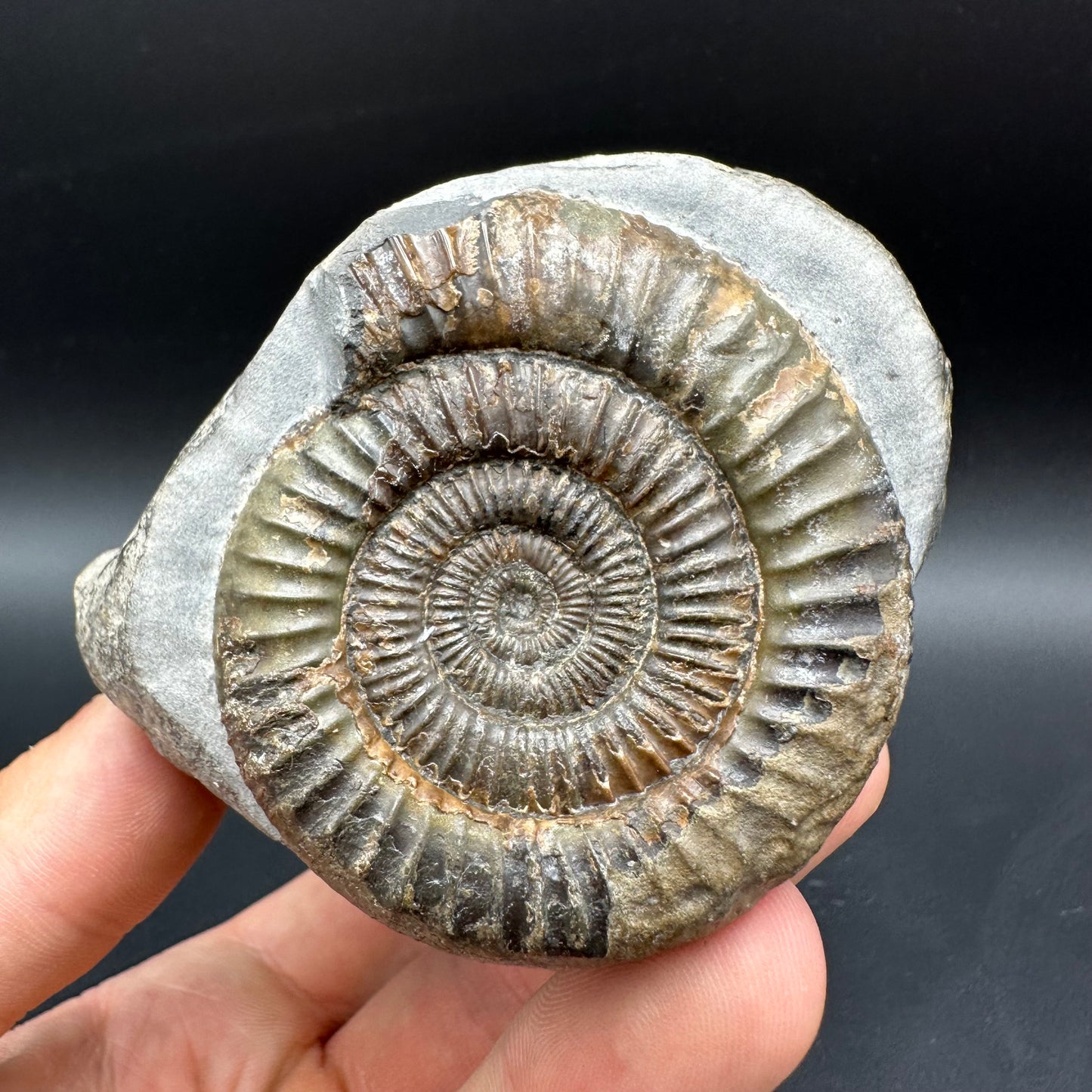 Dactylioceras Ammonite Fossil With box and Stand - Whitby, North Yorkshire Jurassic Coast Yorkshire Fossils