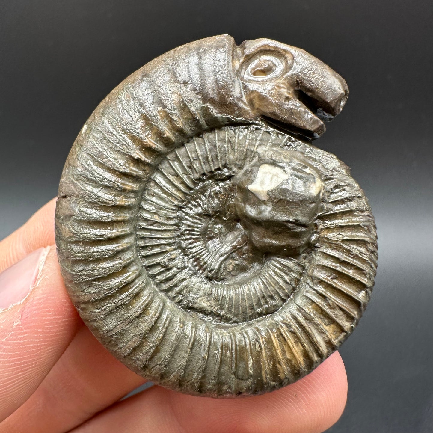 Snakestone Ammonite Fossil With Bag/Box And Stand - Whitby, North Yorkshire Jurassic Coast Yorkshire Fossils
