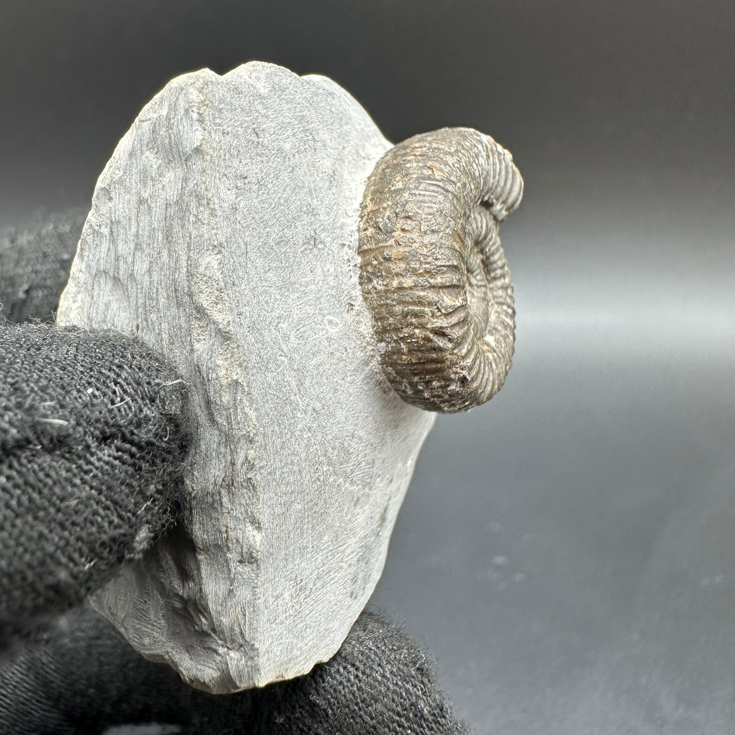 Porpoceras vortex ammonite fossil with box and stand - Whitby, North Yorkshire Jurassic Coast, Yorkshire fossils
