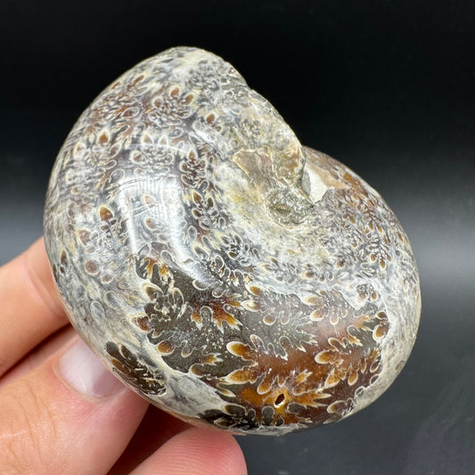 Phylloceras Ammonite Fossil With Box And Stand - Cretaceous Ammonite Madagascar