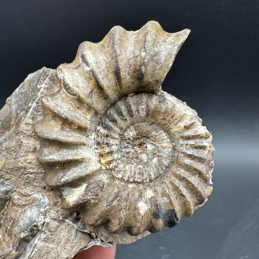 Androgynoceras capricornus Ammonite Fossil With Box And Stand - Whitby, North Yorkshire Jurassic Coast Yorkshire Fossils