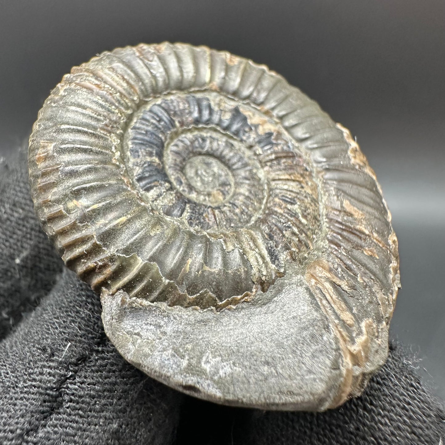 Dactylioceras semicelatum Ammonite fossil with box and stand - Whitby, North Yorkshire Jurassic Coast Yorkshire Fossils