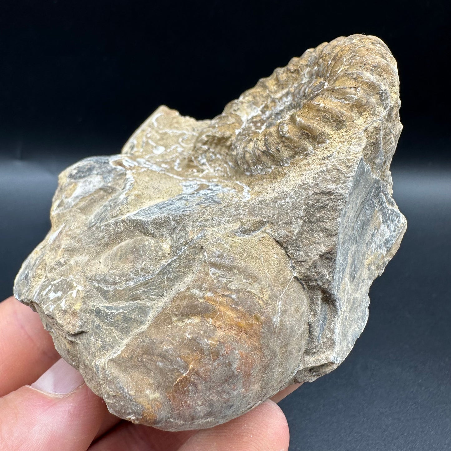 Androgynoceras capricornus Ammonite fossil with box and stand - Whitby, North Yorkshire Jurassic Coast Yorkshire Fossils