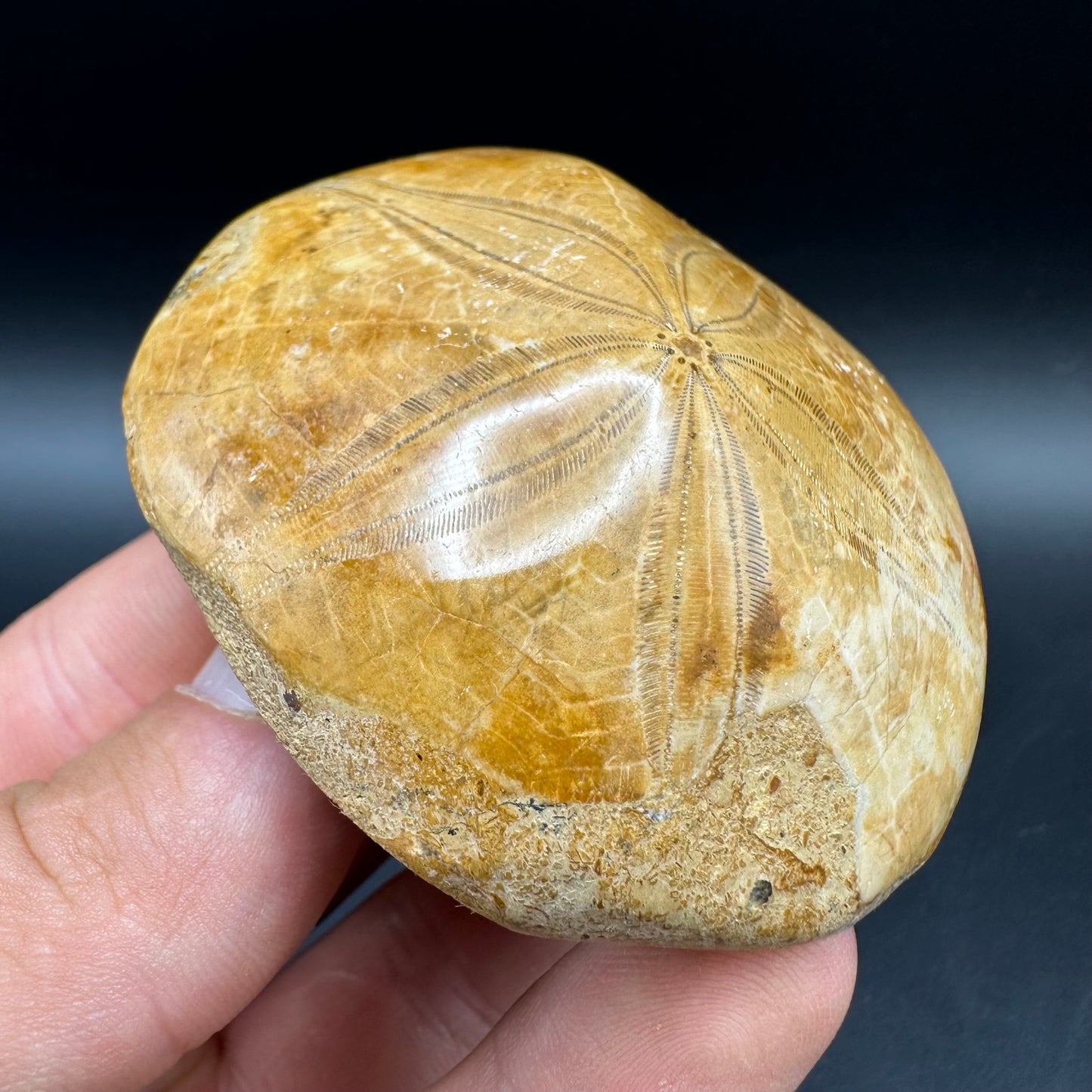 Holectypus Sea Urchin Fossil With Box And Stand - Middle Jurassic Madagascar