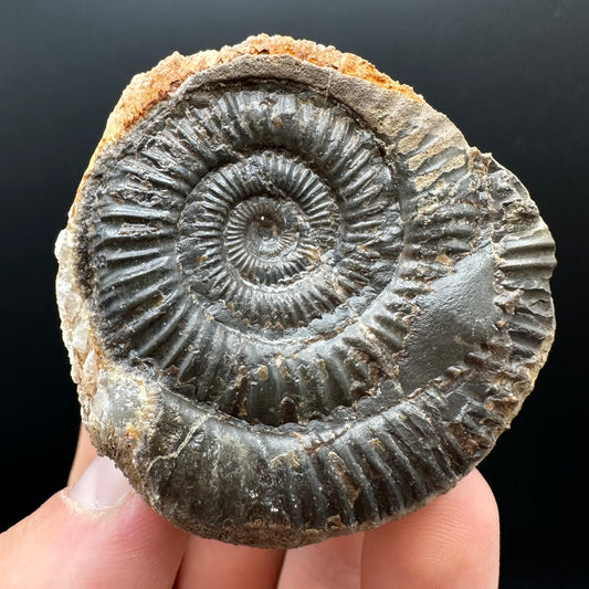 Dactylioceras Ammonite nodule (split pair) Fossil With Box And Stand - Whitby, North Yorkshire Jurassic Coast Yorkshire Fossils