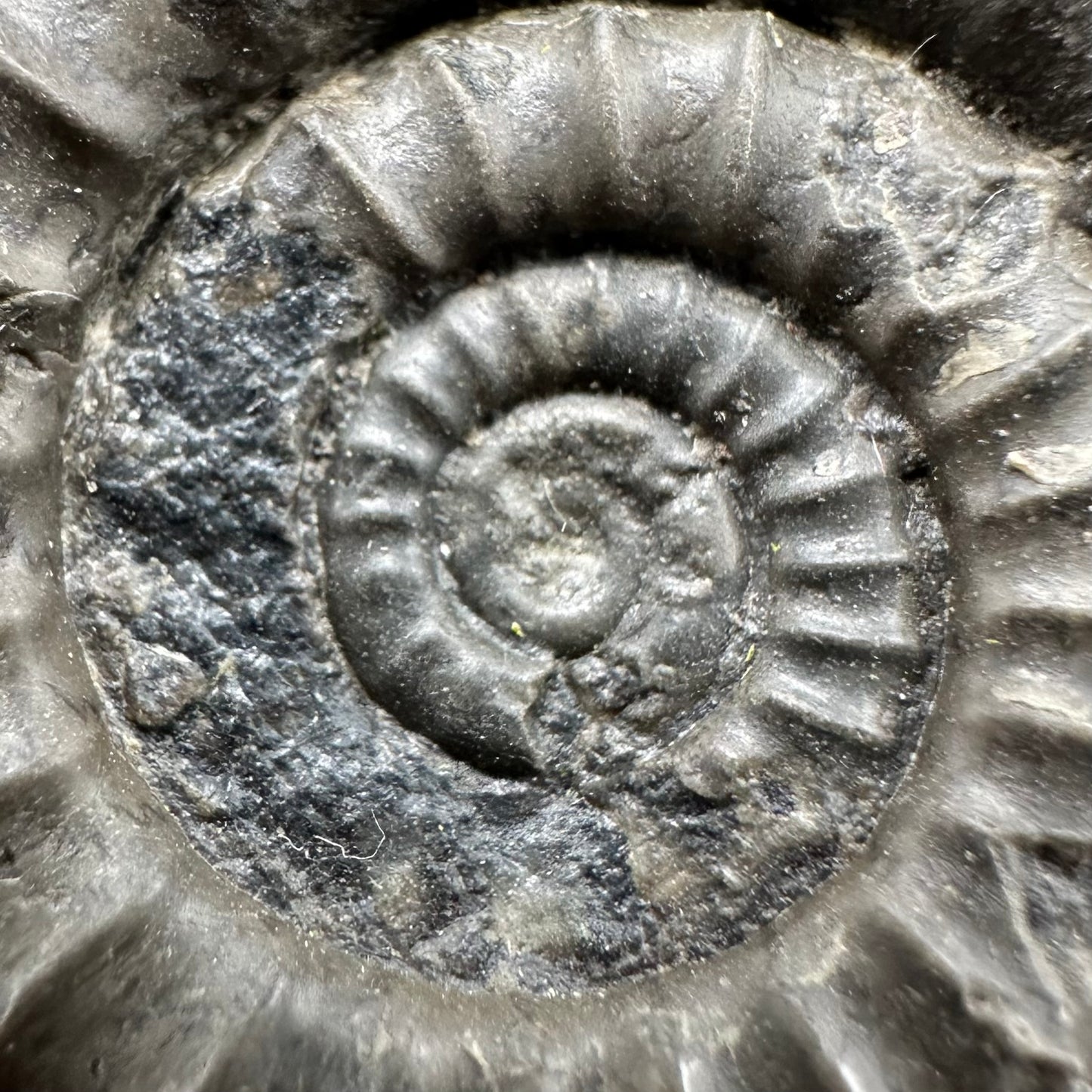 Arnioceras ammonite shell fossil with box and stand - Whitby, North Yorkshire Jurassic Coast Yorkshire Fossils