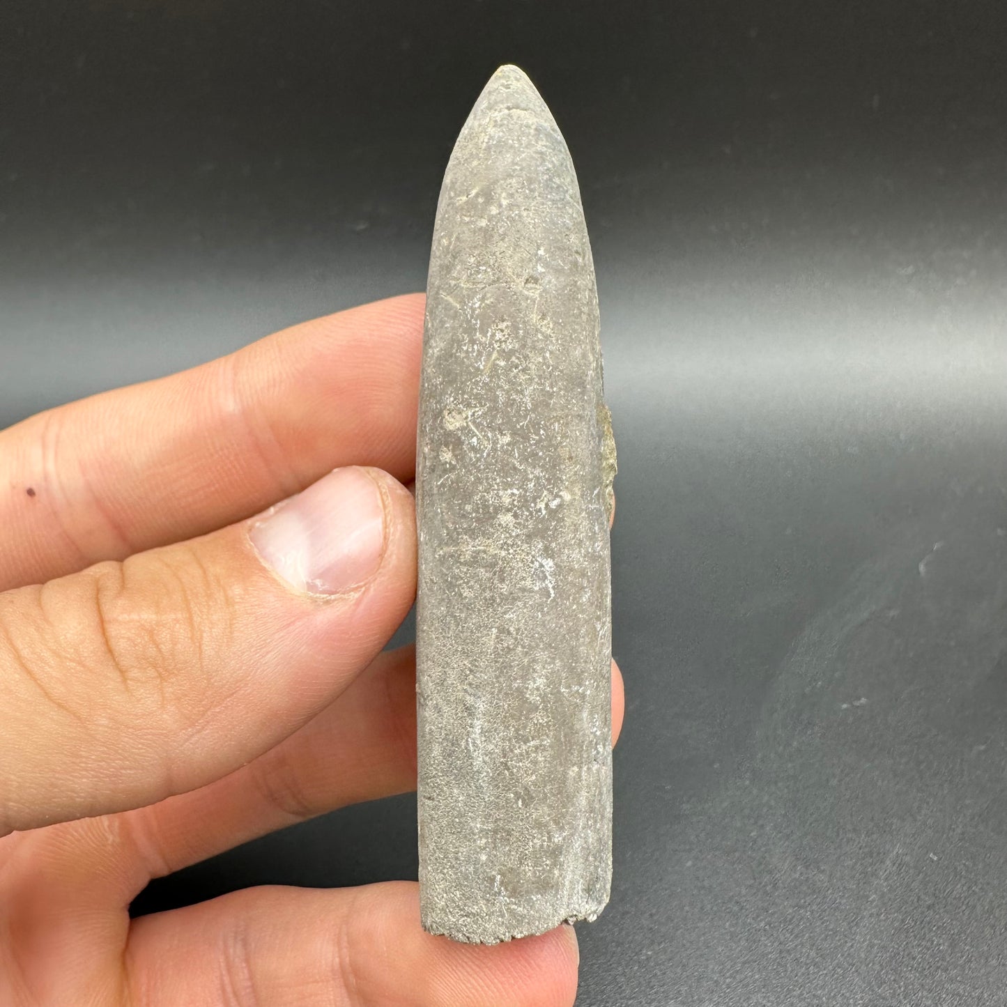 Belemnite (Fossil Squid) shell fossil with box and stand - Whitby, North Yorkshire Jurassic Coast Yorkshire Fossils