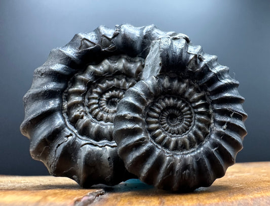 Gagaticeras Ammonite fossil with box and stand - Whitby, North Yorkshire Jurassic Coast Yorkshire Fossils