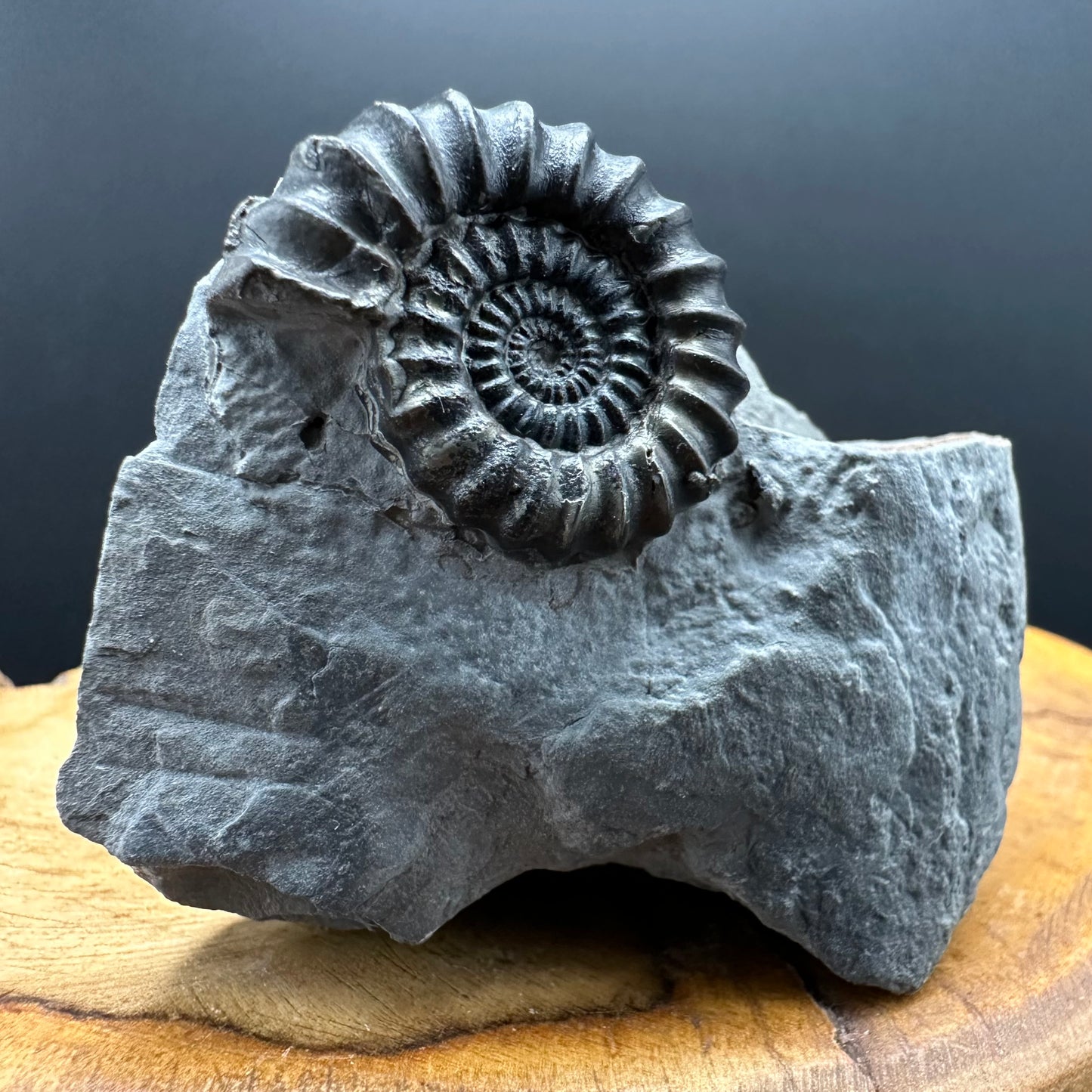 Gagaticeras Ammonite fossil with box and stand - Whitby, North Yorkshire Jurassic Coast Yorkshire Fossils