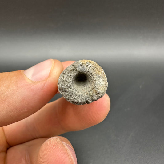 Belemnite (Fossil Squid) shell fossil - Whitby, North Yorkshire Jurassic Coast Yorkshire Fossils