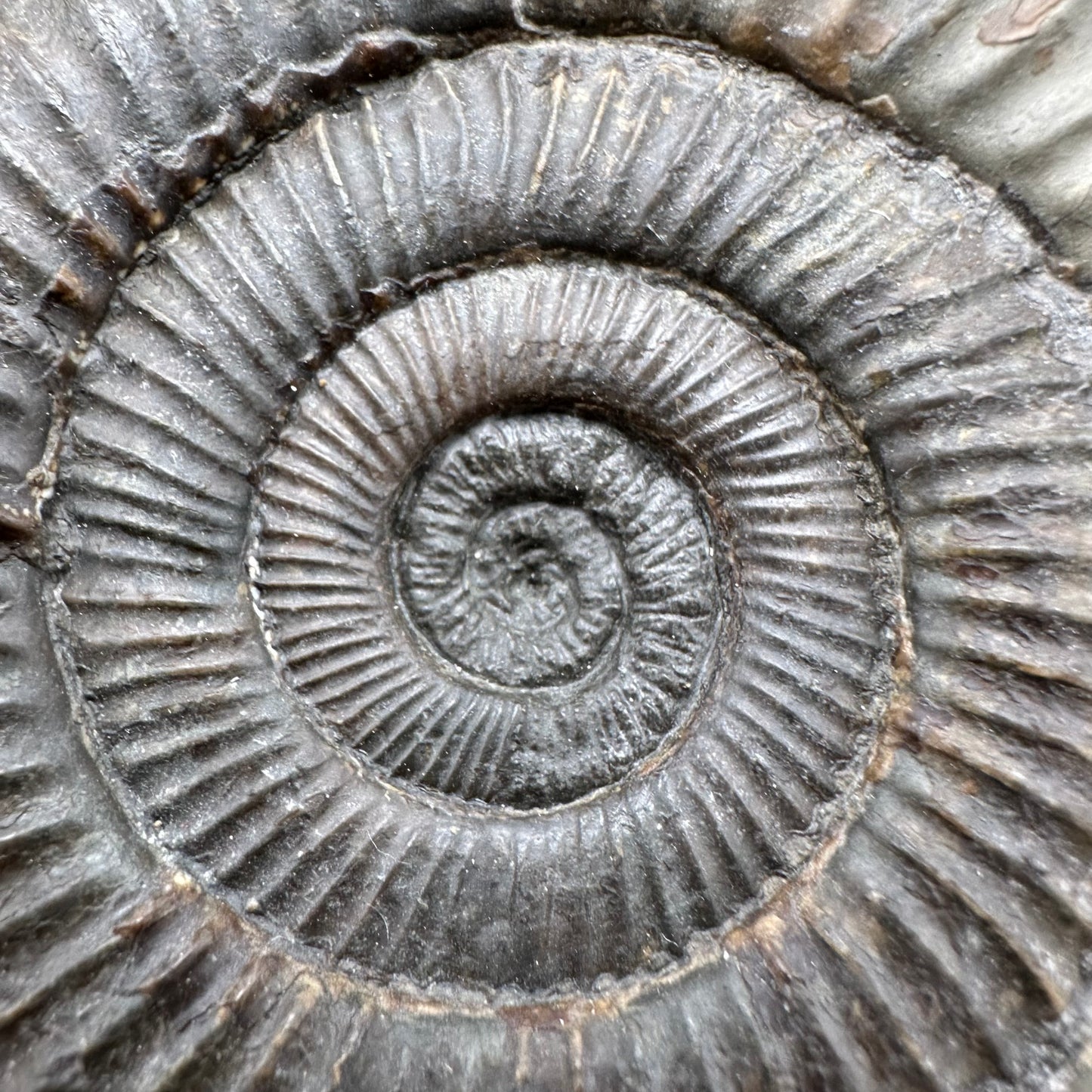 Dactylioceras Ammonite Fossil With Box And Stand - Whitby, North Yorkshire Jurassic Coast Yorkshire Fossils