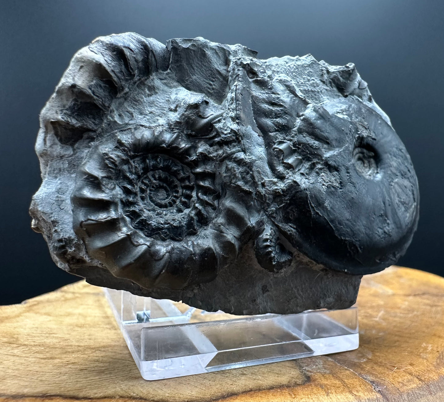 Gagaticeras / Oxynoticeras Ammonite fossil with box and stand - Whitby, North Yorkshire Jurassic Coast Yorkshire Fossils