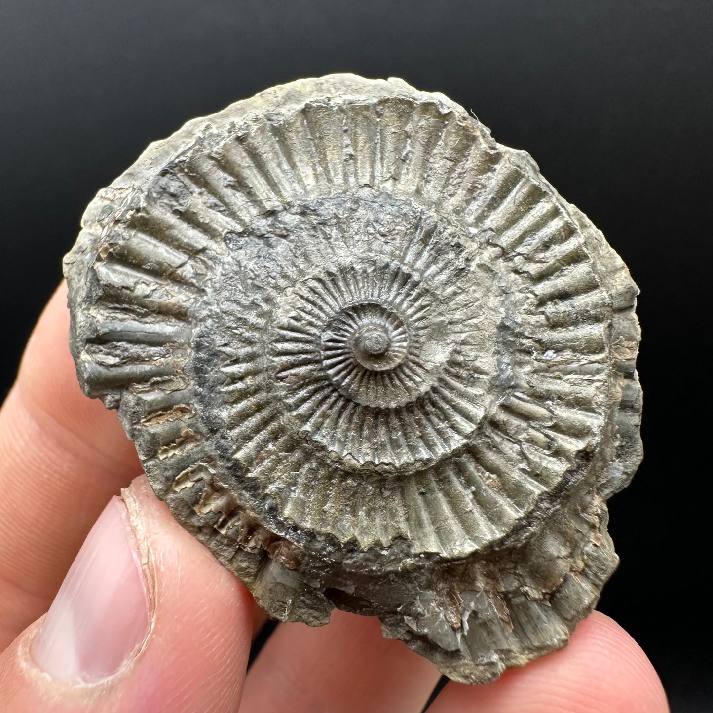 Dactylioceras Ammonite nodule (split pair) Fossil With Box And Stand - Whitby, North Yorkshire Jurassic Coast Yorkshire Fossils