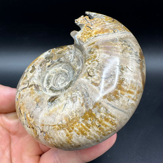 Puzosia Ammonite Fossil With Box And Stand - Cretaceous Ammonite Madagascar