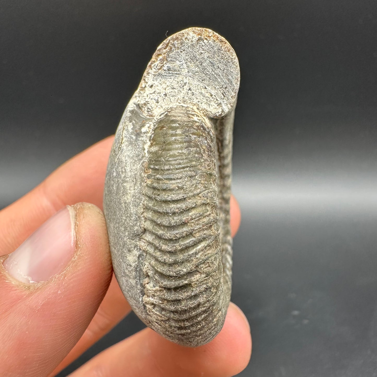 Dactylioceras Ammonite Fossil With Box And Stand - Whitby, North Yorkshire Jurassic Coast Yorkshire Fossils