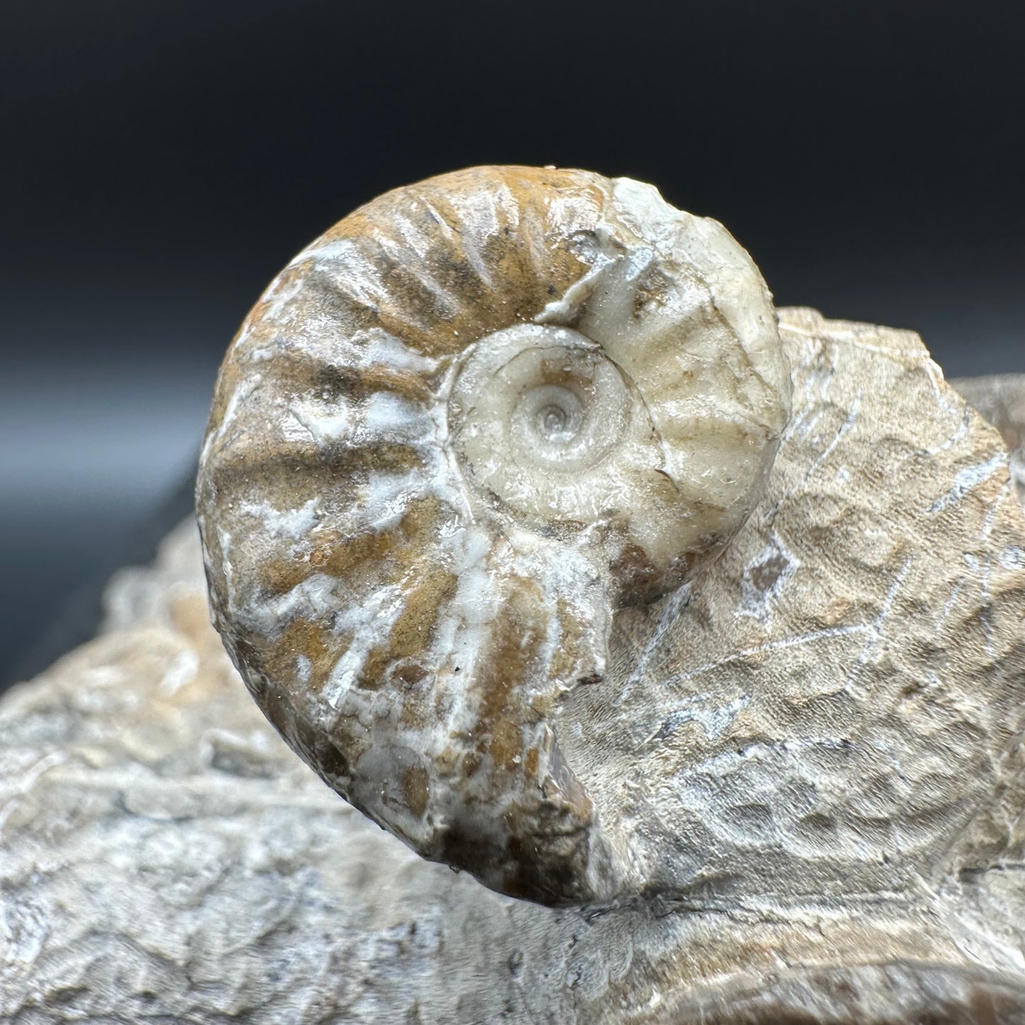 Amaltheus striatus ammonite fossil with box and stand - Whitby, North Yorkshire Jurassic Coast Yorkshire Fossils