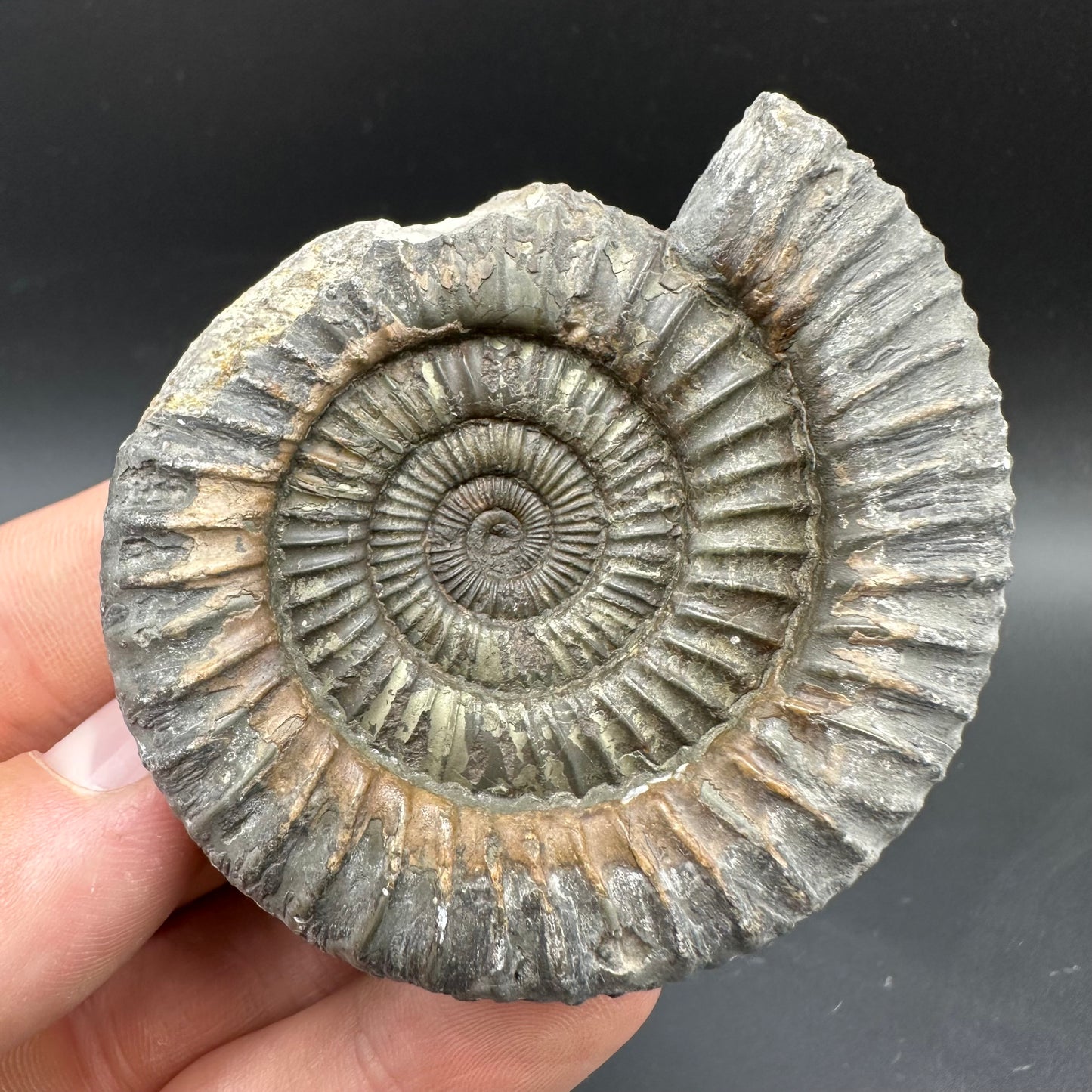 Dactylioceras Ammonite Fossil With box and Stand - Whitby, North Yorkshire Jurassic Coast Yorkshire Fossils