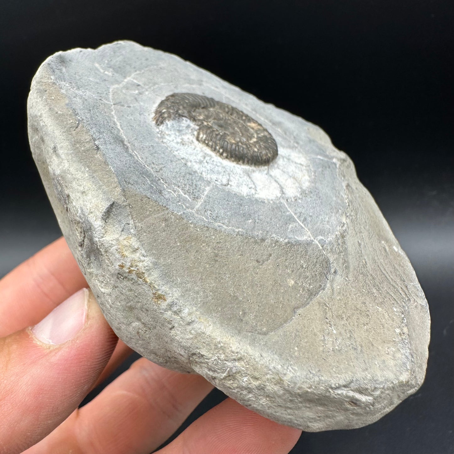 Dactylioceras Ammonite Fossil With Box And Stand - Whitby, North Yorkshire Jurassic Coast Yorkshire Fossils