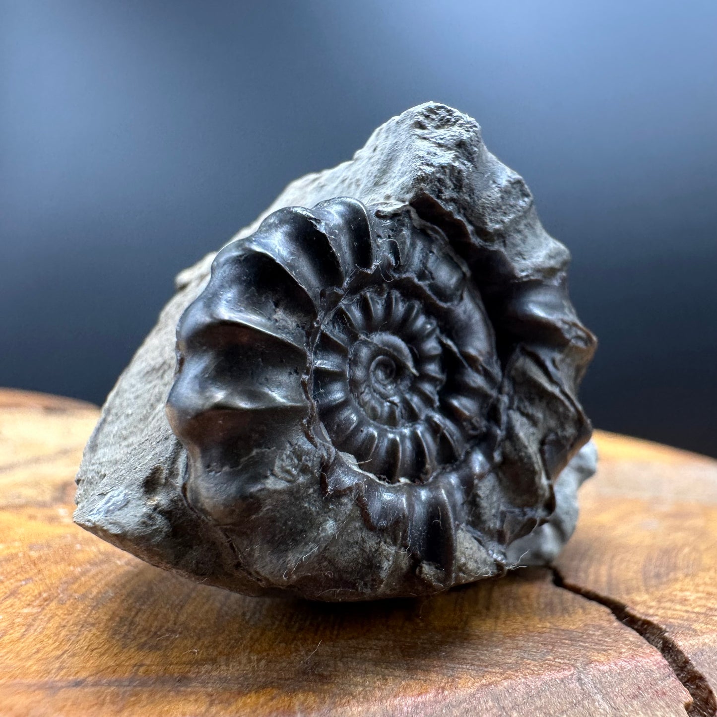 Gagaticeras Ammonite fossil with box and stand - Whitby, North Yorkshire Jurassic Coast Yorkshire Fossils