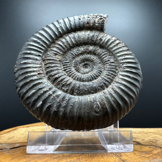 Dactylioceras Ammonite Fossil With box and Stand - Whitby, North Yorkshire Jurassic Coast Yorkshire Fossils
