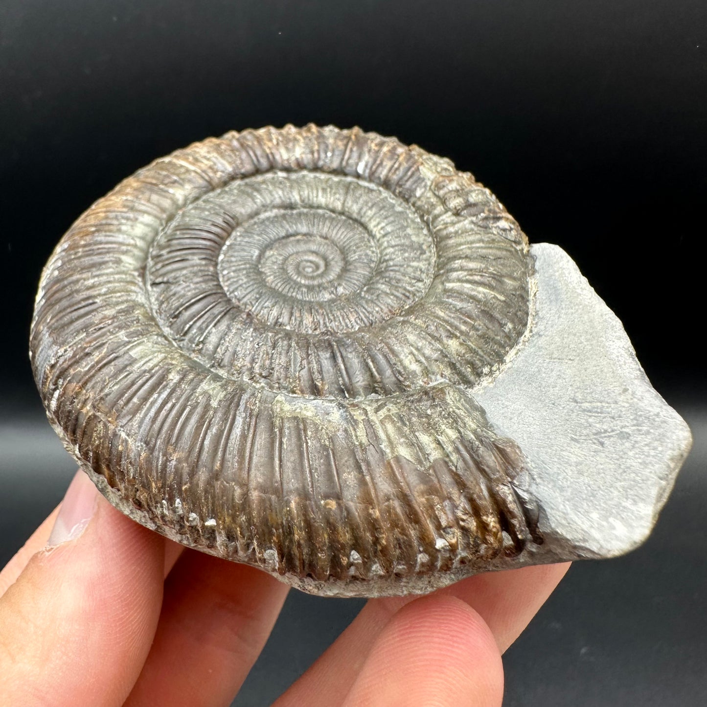 Dactylioceras Ammonite Fossil With Box And Stand - Whitby, North Yorkshire Jurassic Coast Yorkshire Fossils
