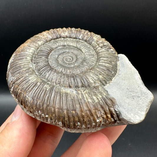 Dactylioceras Ammonite Fossil With Box And Stand - Whitby, North Yorkshire Jurassic Coast Yorkshire Fossils