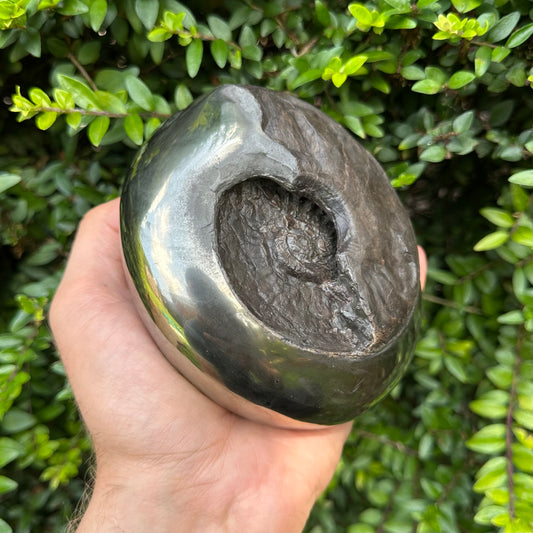 Golden Egg (GENUINE) Ammonite Fossil With Stand - Whitby, North Yorkshire Jurassic Coast Yorkshire Fossils