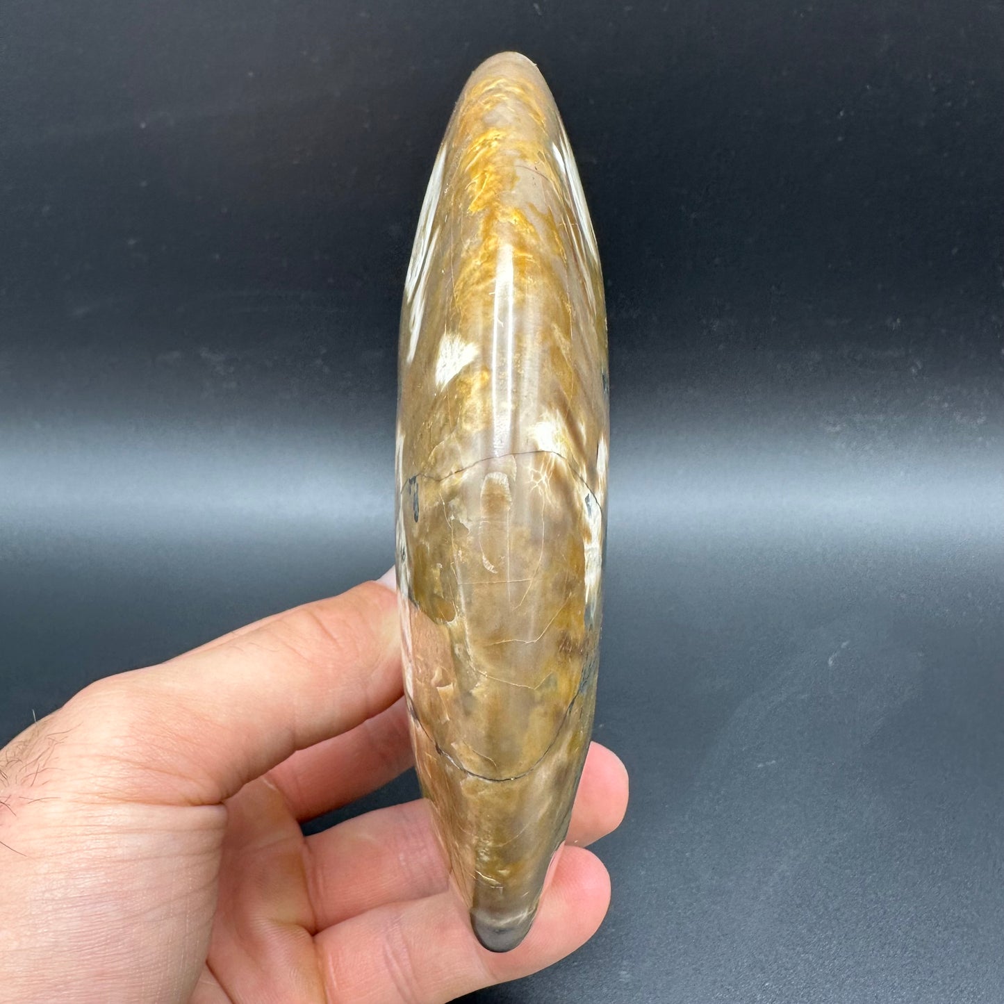 Cleoniceras Ammonite Fossil With Stand - Cretaceous Ammonite Madagascar