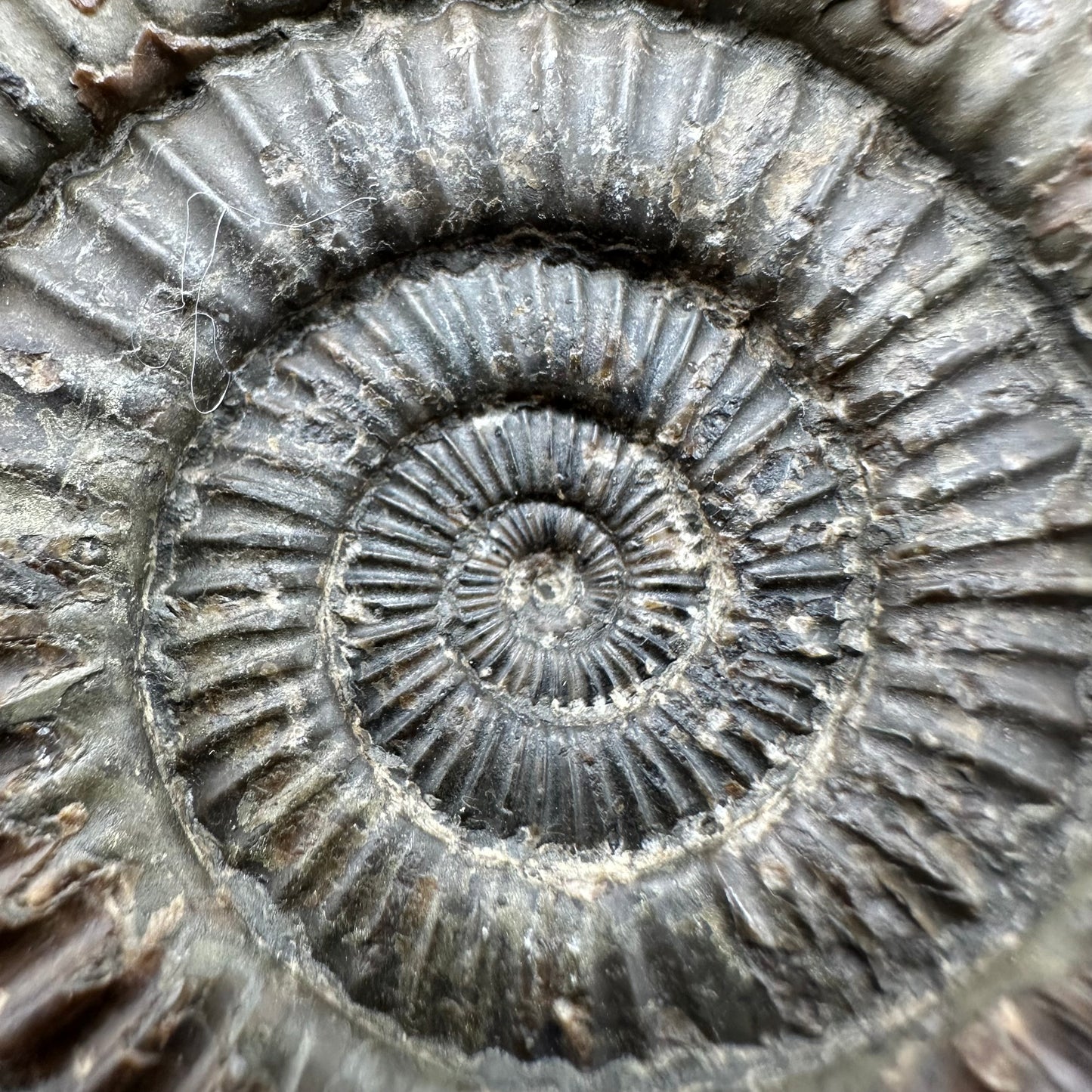 Dactylioceras Ammonite Fossil With Box And Stand - Whitby, North Yorkshire Jurassic Coast Yorkshire Fossils