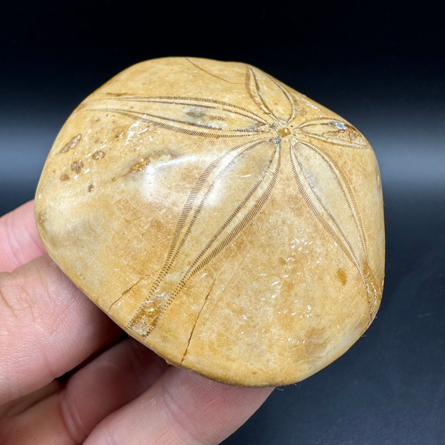 Holectypus Sea Urchin Fossil With Box And Stand - Middle Jurassic Madagascar