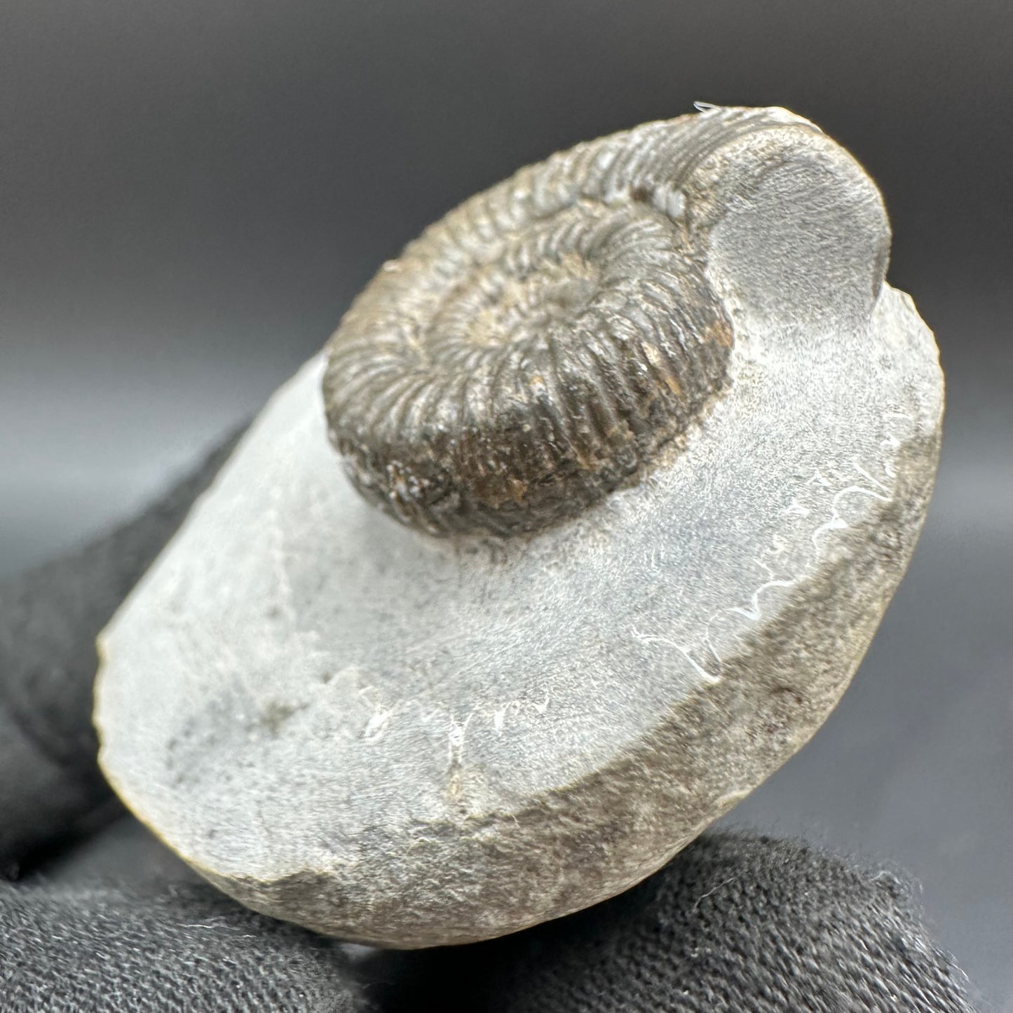 Porpoceras vortex ammonite fossil with box and stand - Whitby, North Yorkshire Jurassic Coast, Yorkshire fossils