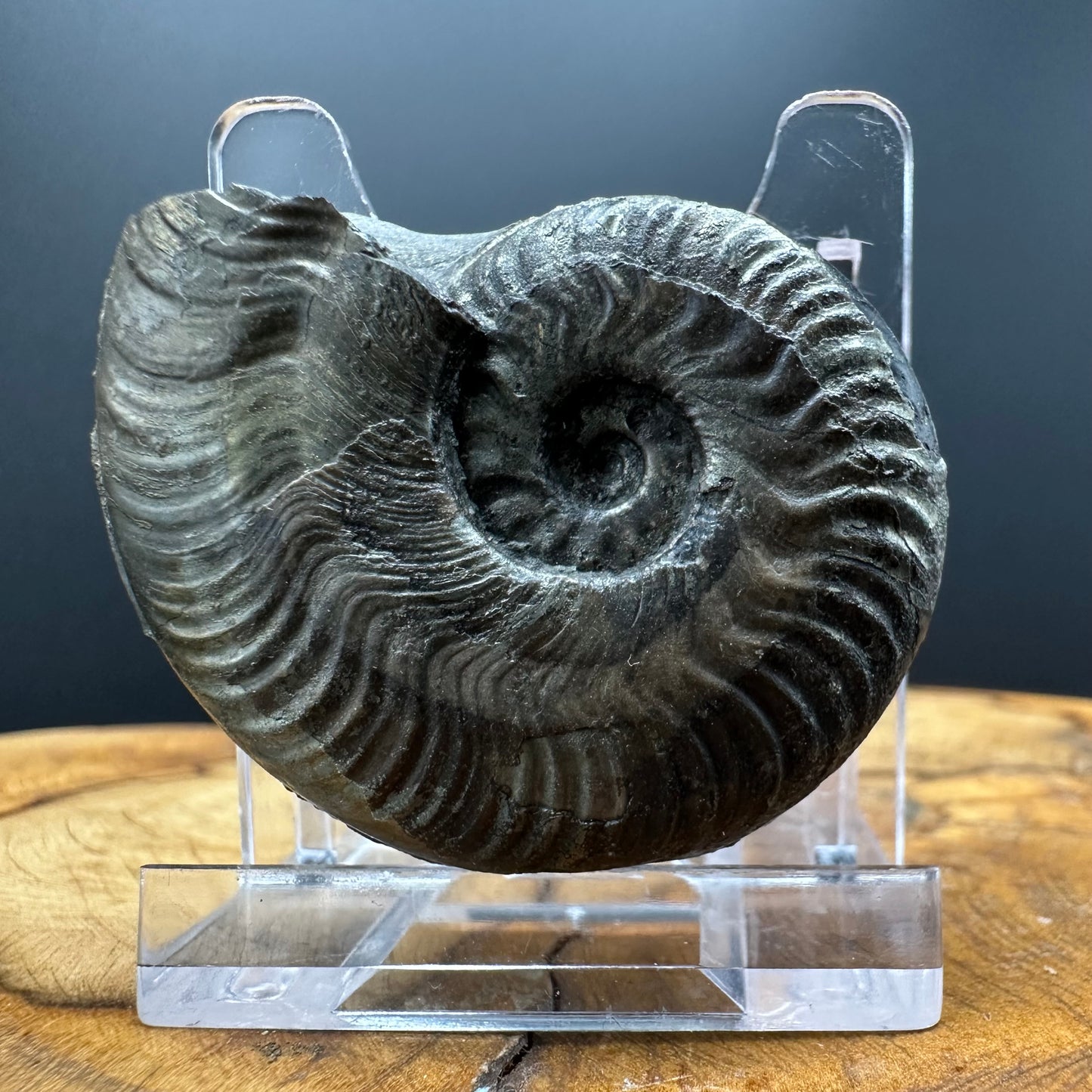Golden Harpoceras Sp. Ammonite fossil with box and stand - Whitby, North Yorkshire Jurassic Coast Yorkshire Fossils