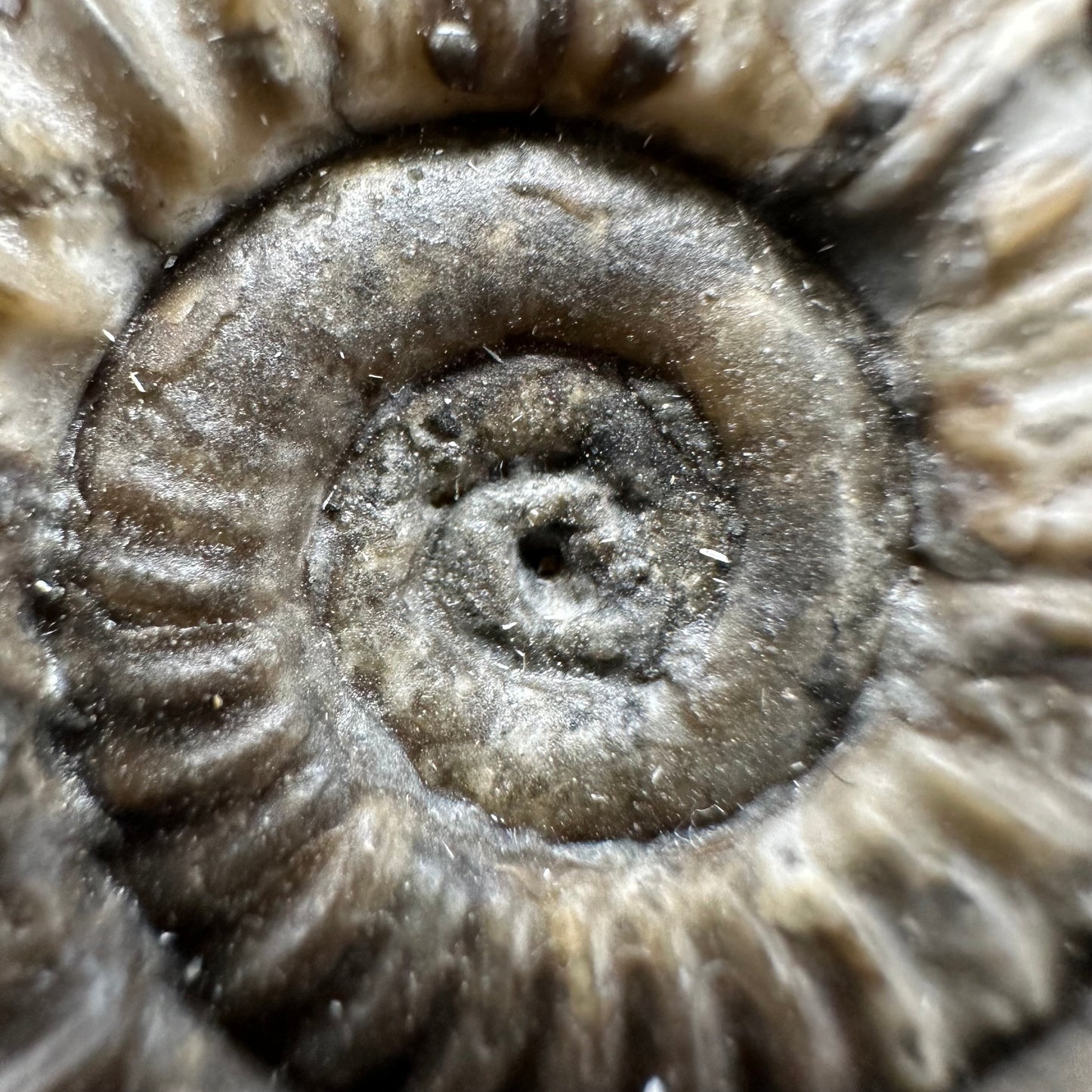 Arnioceras ammonite shell fossil with stand - Whitby, North Yorkshire Jurassic Coast Yorkshire Fossils