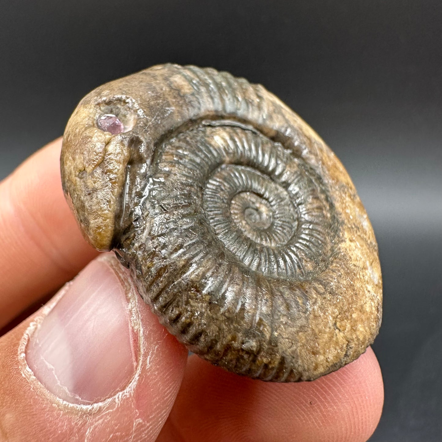 Snakestone Ammonite Fossil With Bag/Box And Stand - Whitby, North Yorkshire Jurassic Coast Yorkshire Fossils