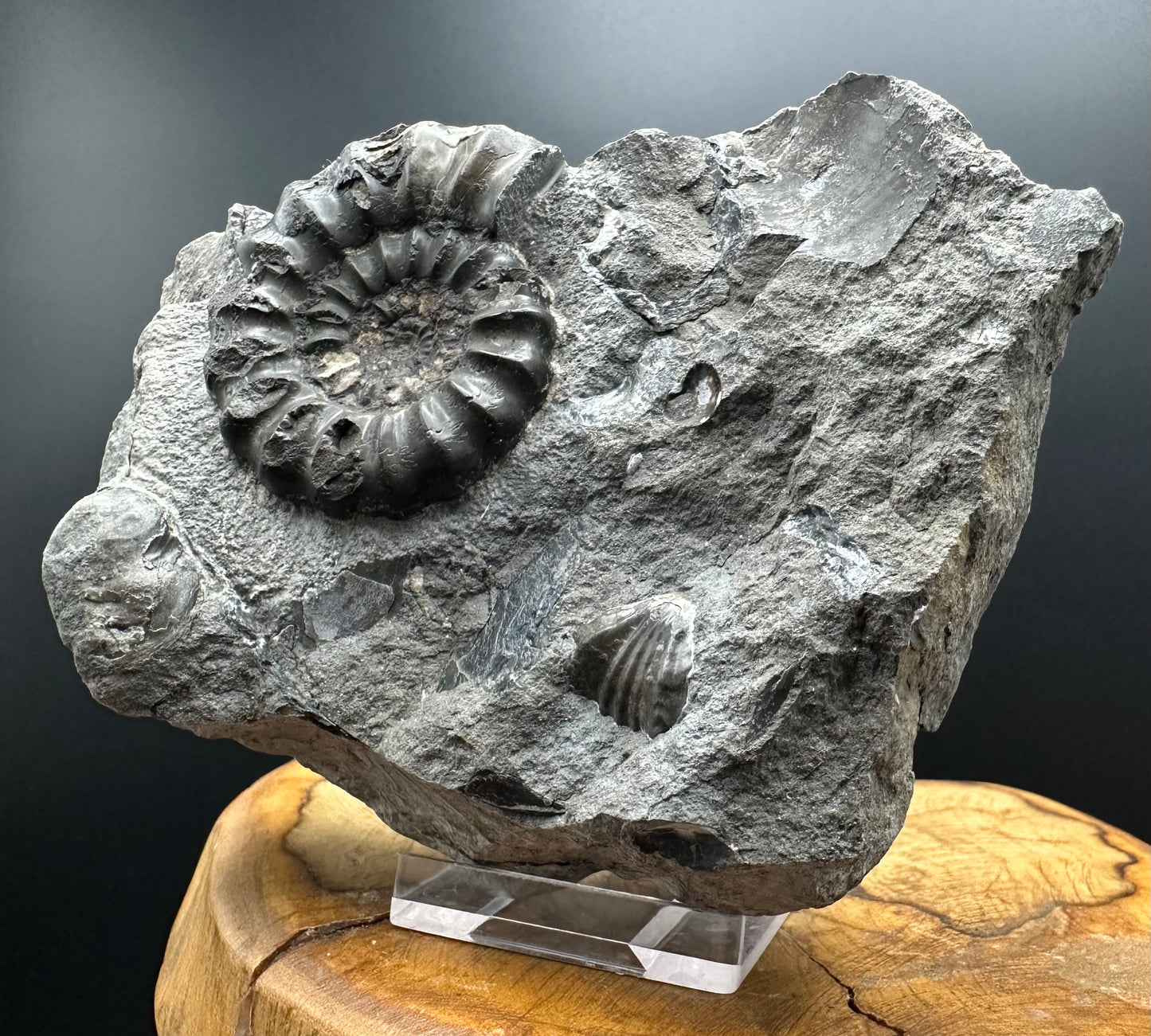 Androgynoceras maculatum ammonite fossil with box and stand - Whitby, North Yorkshire Jurassic Coast Yorkshire Fossils