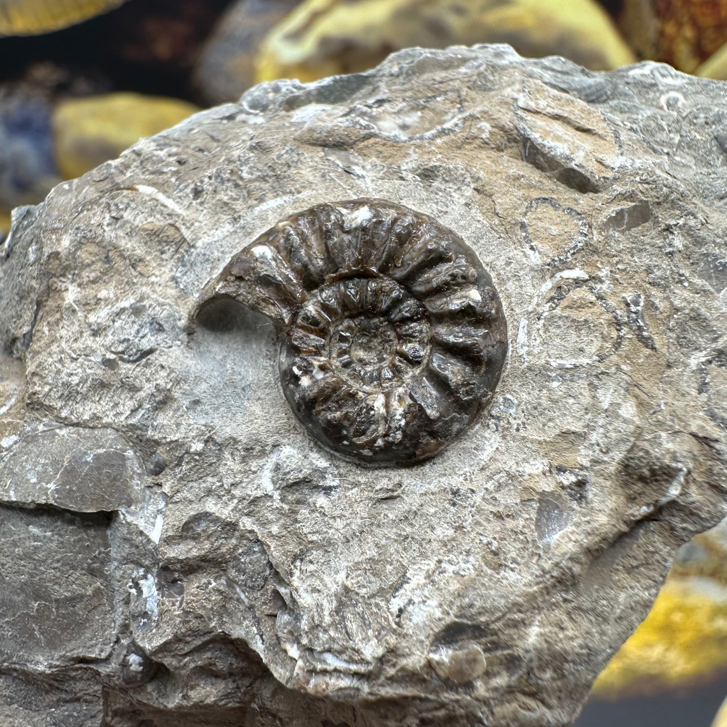 Amaltheus subnodosus ammonite fossil - Whitby, North Yorkshire Jurassic Coast, Yorkshire Fossils