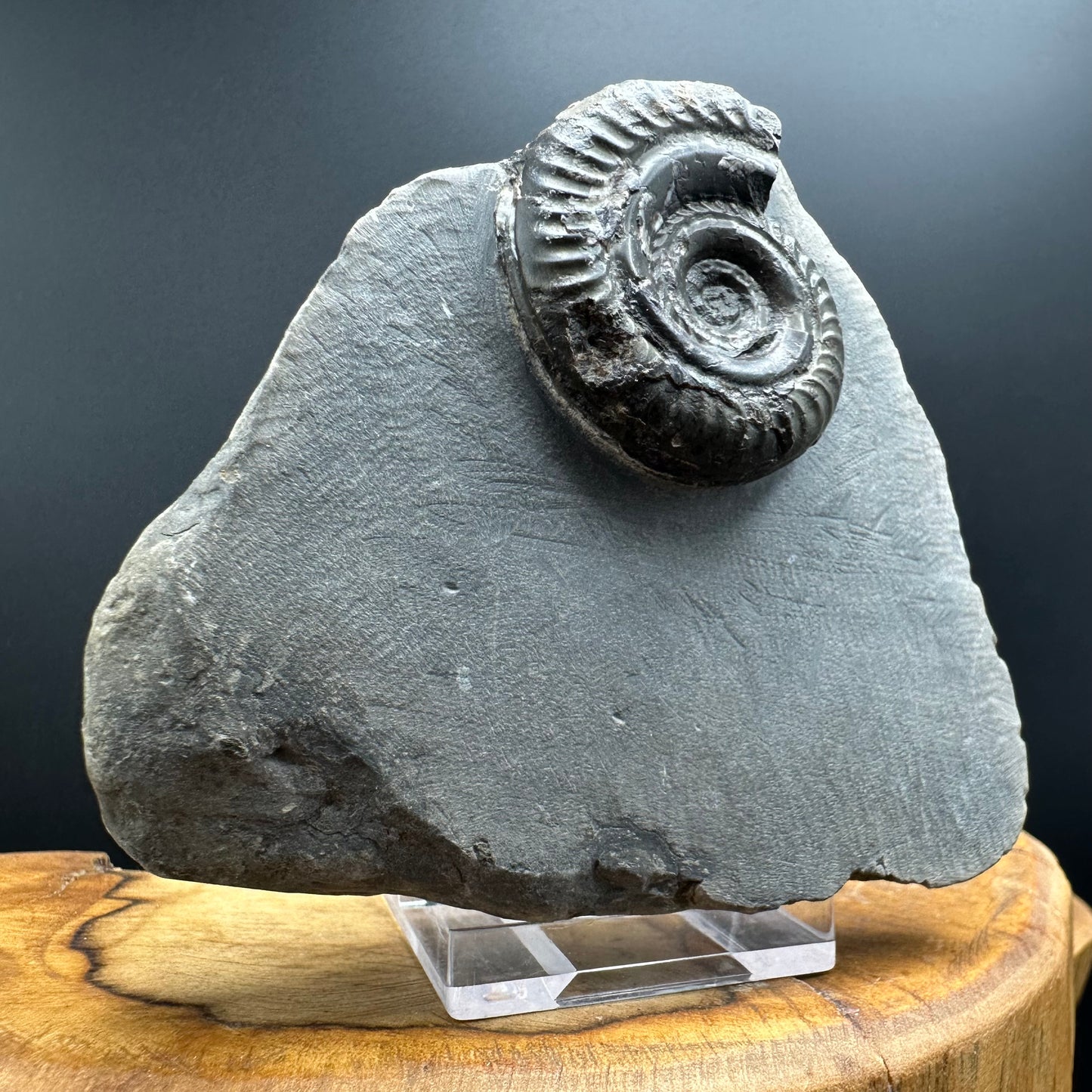 Hildoceras Bifrons Ammonite fossil with box and stand - Whitby, North Yorkshire Jurassic Coast, Yorkshire Fossils from the Jurassic Coast