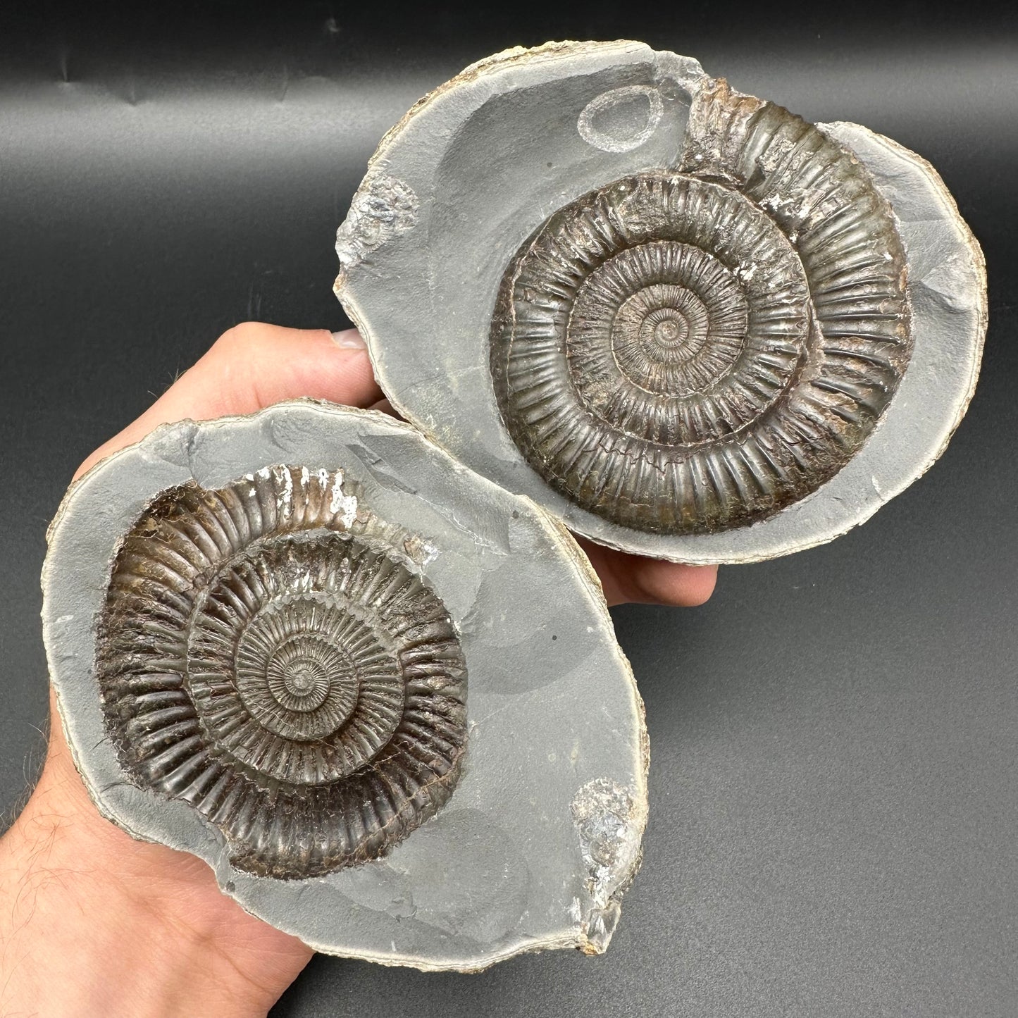 Dactylioceras Ammonite nodule (split pair) Fossil With Stand - Whitby, North Yorkshire Jurassic Coast Yorkshire Fossils