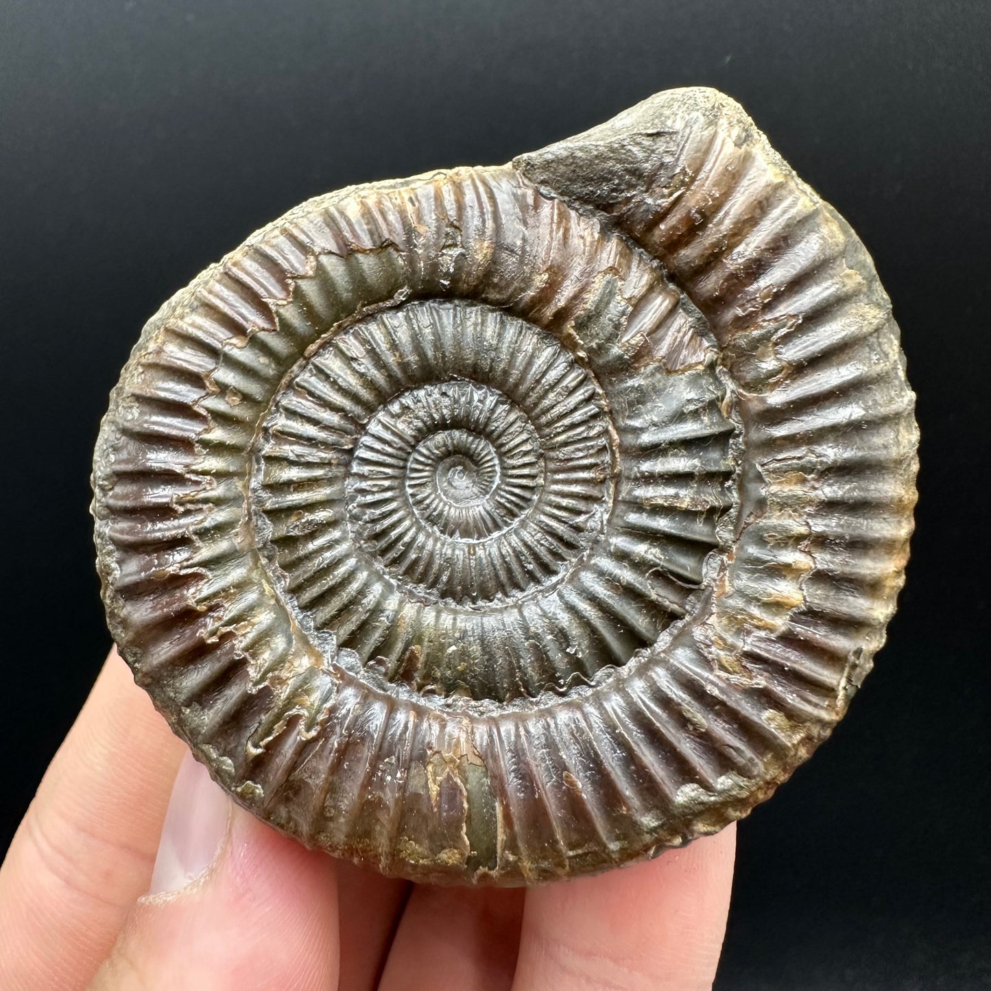 Dactylioceras Ammonite nodule (split pair) Fossil With Box And Stand - Whitby, North Yorkshire Jurassic Coast Yorkshire Fossils