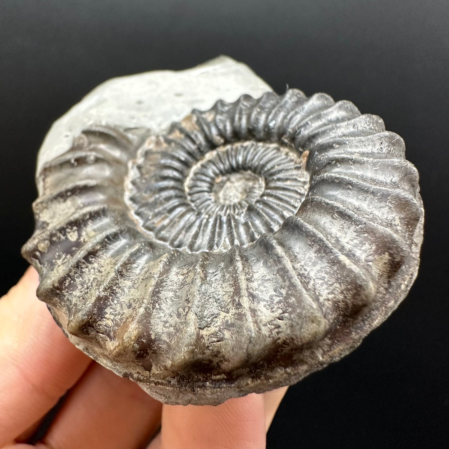 Pleuroceras hawskerense Ammonite fossil with box and stand - Whitby, North Yorkshire Jurassic Coast, Yorkshire fossils